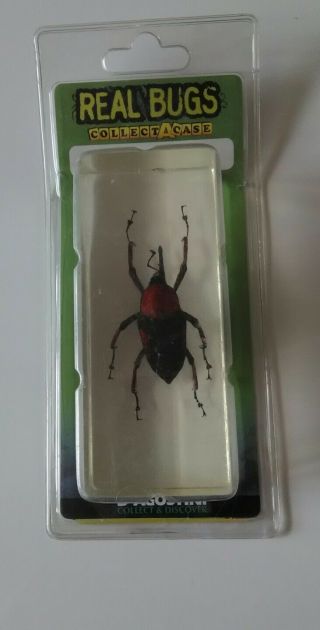 Real Bugs (collect A Case) 20 Red Palm Weevil