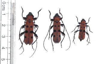 Cerambycidae.  3 X Rosalia Borneensis.  Mt Bawang.  West Kalimantan (31)