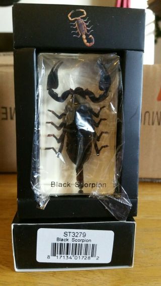 Black Scorpion Real Insect Paperweight Entomology Bug Taxidermy Resin Mb92