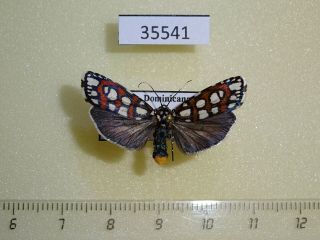 35541p Noctuidae Cydosia Nobilitella F Dominicana