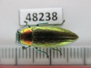 48238 Buprestidae,  Chrysochroa Sp?.  Vietnam South