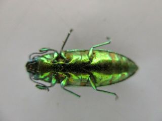 48238 Buprestidae,  Chrysochroa sp?.  Vietnam South 2