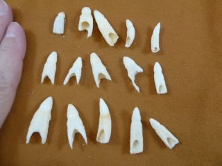 (g370 - 16) 15 Gator Alligator Aligator Tooth Teeth Make Own Jewelry Mixed Sizes