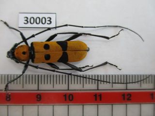30003.  Unmounted Insects: Cerambycidae Rosalia Sp?.  From Central Vietnam