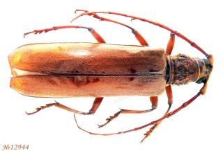 Cerambycidae Cyriopalus Sp.  E.  Malaysia N.  Borneo Female 36mm