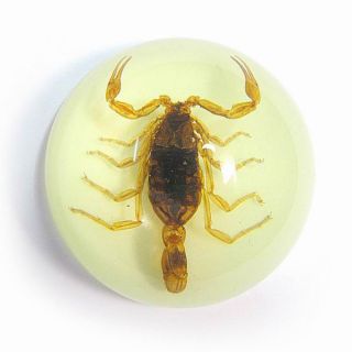 Scorpion Paperweight In Half Dome Resin Glow In Dark The Real Thing Golden Scary