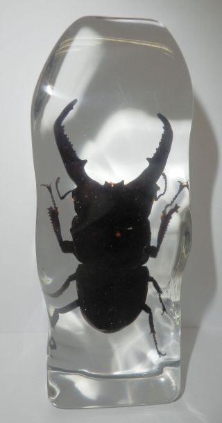 Ghost Stag Beetle Odontolabis Siva Insect Specimen Clear Rocky Shape Block