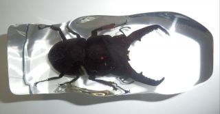 Ghost Stag Beetle Odontolabis siva Insect Specimen Clear Rocky Shape Block 2