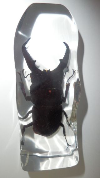 Ghost Stag Beetle Odontolabis siva Insect Specimen Clear Rocky Shape Block 3