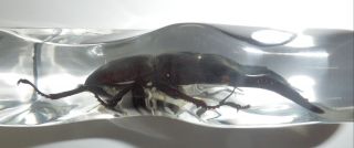 Ghost Stag Beetle Odontolabis siva Insect Specimen Clear Rocky Shape Block 4