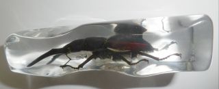 Ghost Stag Beetle Odontolabis siva Insect Specimen Clear Rocky Shape Block 5