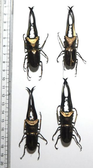 Lucanidae.  4 X Cyclommatus Metallifer Finae. ,  75mm Peleng Is
