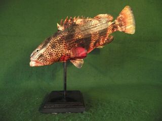 Little Fish Figure Vintage Style Art Sculpture Non - Taxidermy On Display Stand