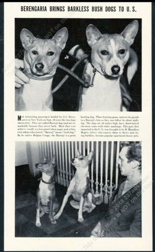 1937 Basenji Dog Pair Photo First Arrival In The Usa Vintage Print Article