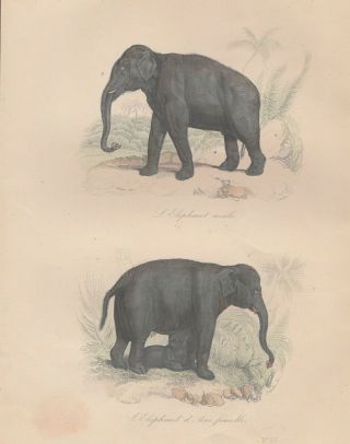 Elephant Hand Painting Engraving,  Buffon,  Histoire Naturelle,  1850