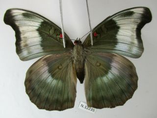 N12235.  Unmounted Butterflies: Nymphalidae Sp.  South Vietnam.  Dong Nai