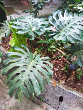 Palm Tree Turtle Leaves Monstera Variegated 99 Seeds Rare Tree Mixed Color