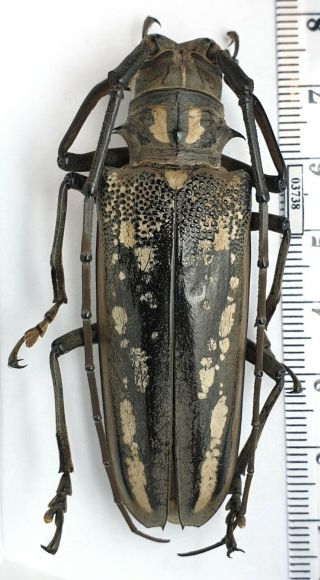 Cerambycidae Cerambycidae Batocera Lineolata China,  Yunnan