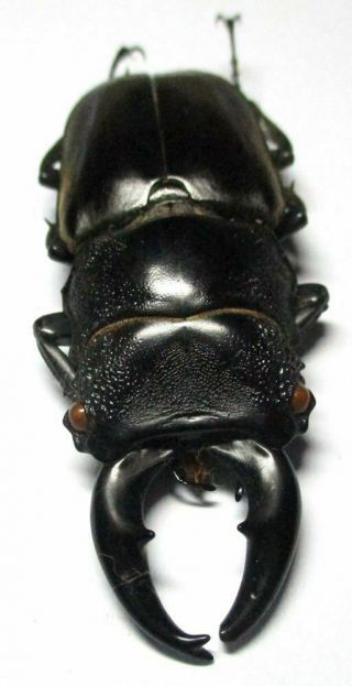 G009 Lucanidae: Prosopocoilus Lumawigi Male 60mm A -