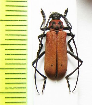 Cerambycidae,  Purpuricenus Spectabilis,  China,  Gansu Prov.