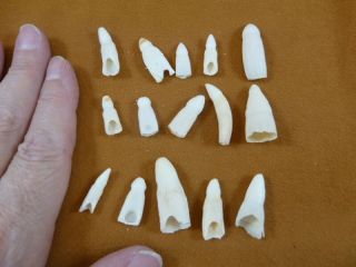 (g370 - 10) 15 Gator Alligator Aligator Tooth Teeth Make Own Jewelry Mixed Sizes