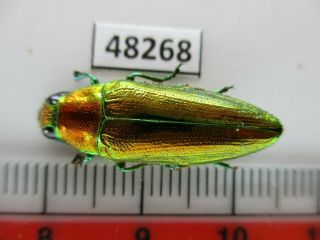 48268.  Buprestidae Chrysochroa Sp?.  Vietnam South