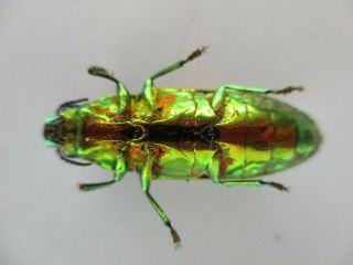 48268.  Buprestidae Chrysochroa sp?.  Vietnam South 2