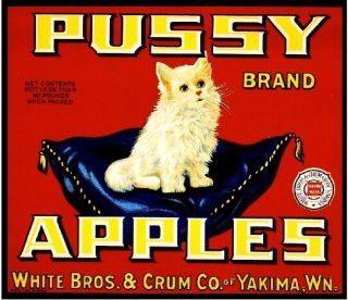Yakima Washington State Pussy White Persian Cat Apple Fruit Crate Label Print