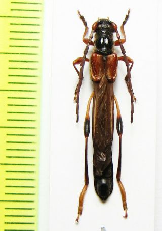 Cerambycidae,  Necydalis Major,  Male,  Russia