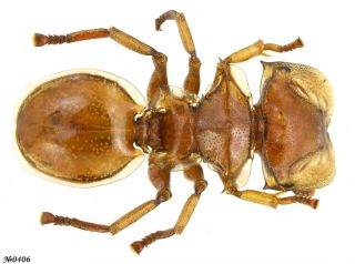 Hymenoptera Formicidae Gen.  Sp.  Peru 8mm