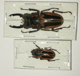 Prosopocoilus Zebra Nobuyukii Pair With Male 45mm (lucanidae)