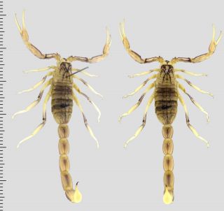 Arachnida Scorpiones Mesobuthus Eupeus S.  Kazakhstan Rare