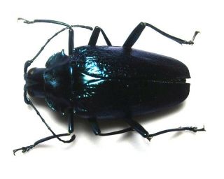 Cerambycidae Prioninae Charmallaspis Purcherrima,  Female 7 From Peru