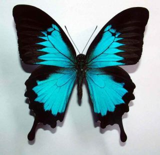 Papilio Ulysses Penelope - Unmounted Butterfly