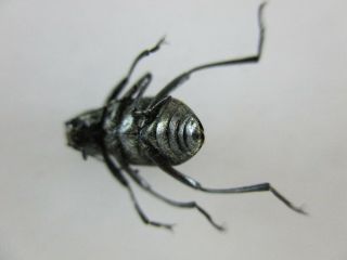 34563.  Unmounted insects: Tenebrionidae sp?.  North Vietnam 2