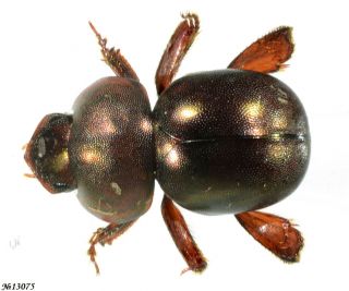 Coleoptera Hybosoridae Ceratocanthinae Gen.  Sp.  Indonesia Sumatra 5mm