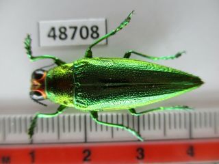 48708.  Buprestidae,  Chrysochroa Sp?.  Vietnam South