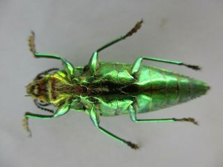48708.  Buprestidae,  Chrysochroa sp?.  Vietnam South 2