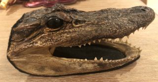 Real Alligator Head Specimen Small 5 - 1/2” Long (black Felt Bottom) From Florida
