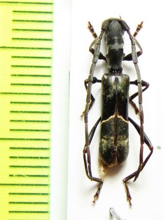 Cerambycidae,  Oxilus Gazella,  Tanzania