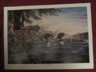 Loon Wildlife Art Print Minnesota Memories Ii - Dean Johnson - Unsigned