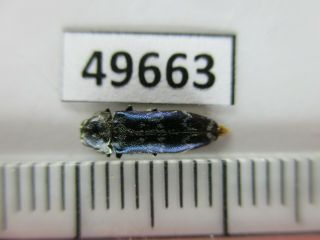 49663.  Buprestidae: Chrysochroa Sp?.  Vietnam Central.  Thanh Hoa