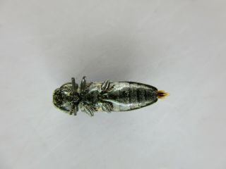 49663.  Buprestidae: Chrysochroa sp?.  Vietnam Central.  Thanh Hoa 2
