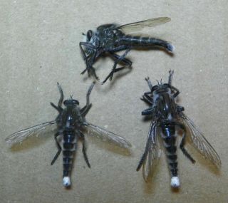 Promachus Princeps Set Of 3 Males 23 - 28mm.  Unmounted,  W.  Data Asilidae Diptera S.  Ca