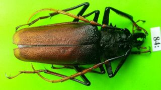 Cerambycidae Psalidognathus Antonkozlovi Male 53mm From Peru 84