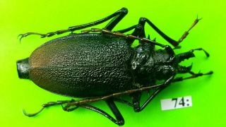 Cerambycidae Psalidognathus Antonkozlovi Female 41mm From Peru 74