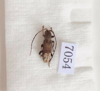 Cerambycidae Sp From Mt.  Ailaoshan Yunnan China No.  7054