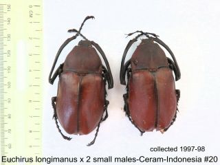 Euchirus Longimanus X 2m - Ceram - Indonesia 20 1 Or 2 Legs May Be Re - Attached