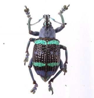 Eupholus Magnificus - Curculionidae 26mm From Wapoga Vill,  Irian Jaya,  Indonesia