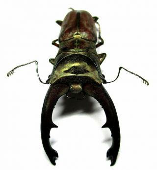 N002 Lucanidae: Cyclommatus Zuberi Male 59.  5mm
